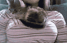 So many boobs and cats...